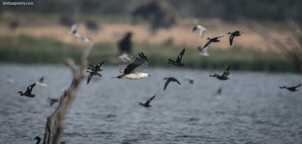 White-bellied Sea Eagle: One Way Traffic