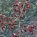 Berries in Snow_7023a2