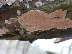 Pilz auf mehr oder weniger abgestorbenem Baum wachsend, Bild 2