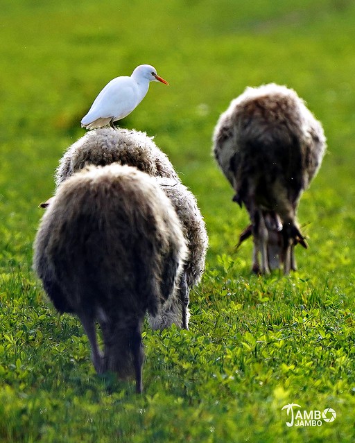 Il guardapecore - The sheep watcher