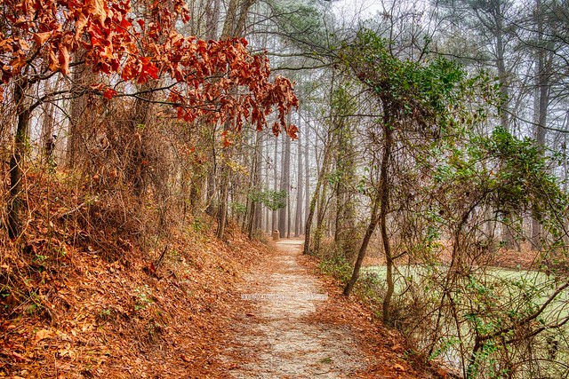 Autumn Marsh Pathway