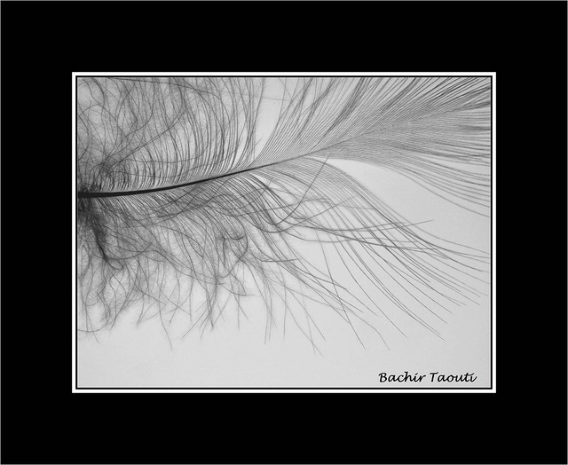 Feather in B&W -1