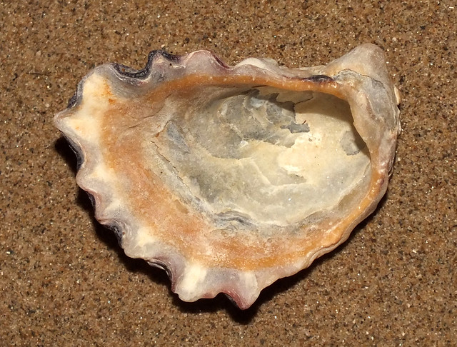 Sydney rock oyster (Saccostrea glomerata) subadult under side