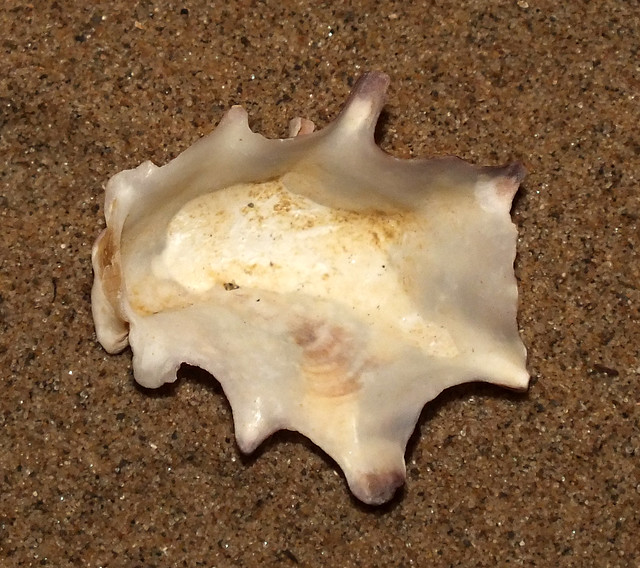 Sydney rock oyster (Saccostrea glomerata) juvenile under side