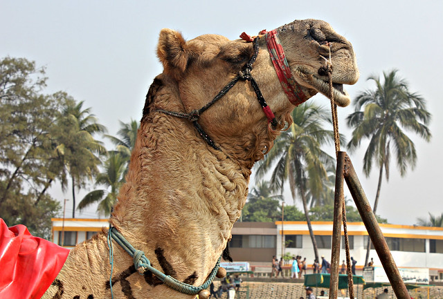 Camel, Alibag beach