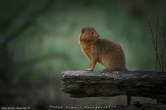 Common Slender Mongoose ,,,   Serengeti , Tanzania