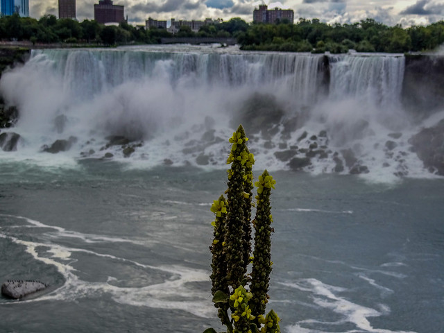 The wild flower and the falls.