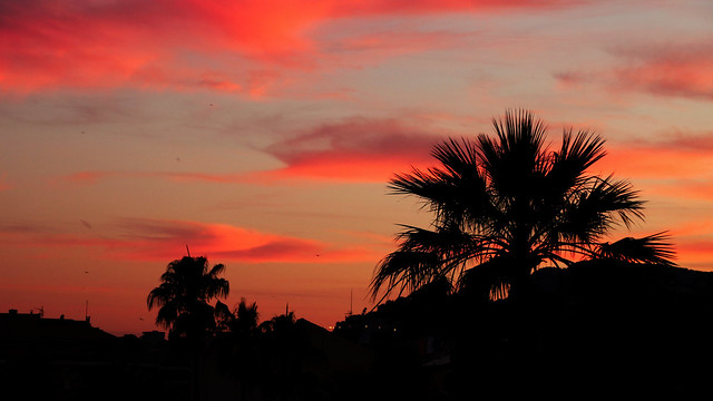 Palmtrees And Sunsets.
