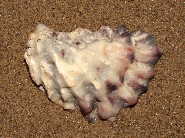 Sydney rock oyster (Saccostrea glomerata) subadult