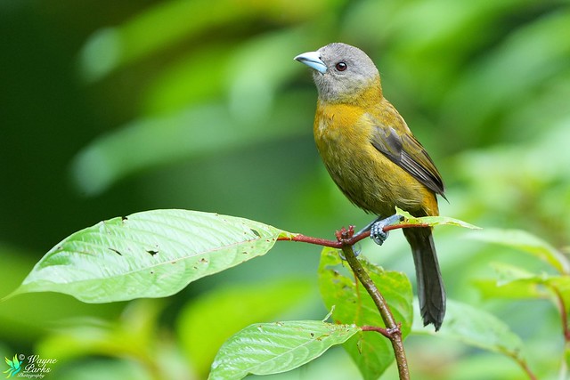 Scarlet-rummped Tanager F