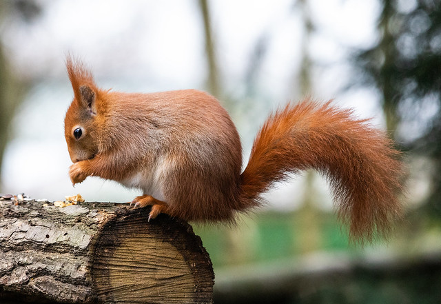 Red Squirrel at British Wildlife Centre, Surrey