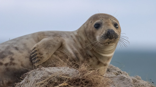 Kegelrobbe - Grey seal