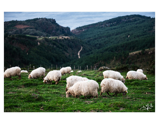 Moutons sur les flancs du Jaizkibel / Sheep on the slopes of the Jaizkibel