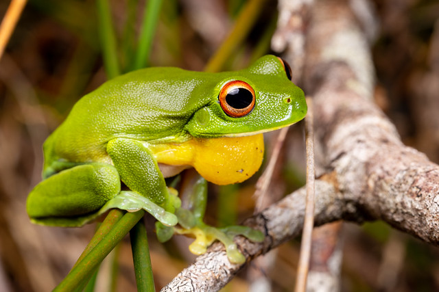 Southern Red-eyed Tree Frog - Litoria chloris