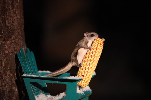 Southern Flying Squirrels (Ypsilanti, Michigan) - January 25, 2023 by cseeman, One of the best parts of our house is that we have southern flying squirrels who live in our neighbo