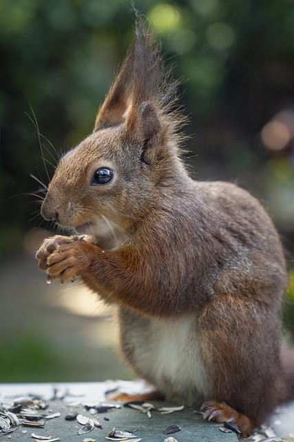 Eurasisches Eichhörnchen | Red Squirrel | Sciurus vulgaris
