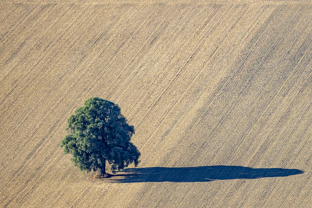 Single Tree - 31