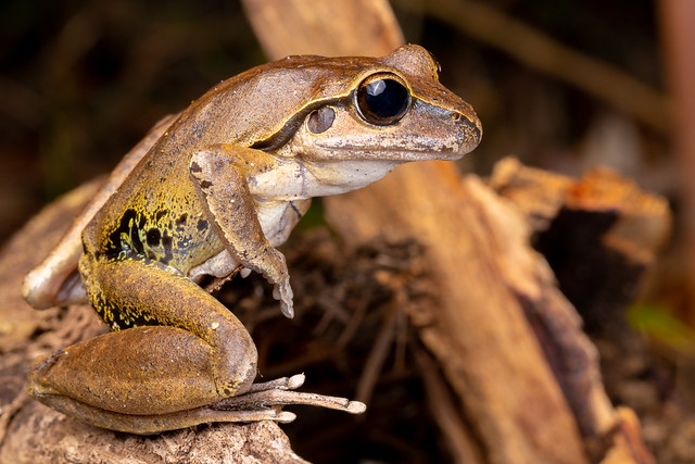 Wilcox's Frog - Litoria wilcoxii