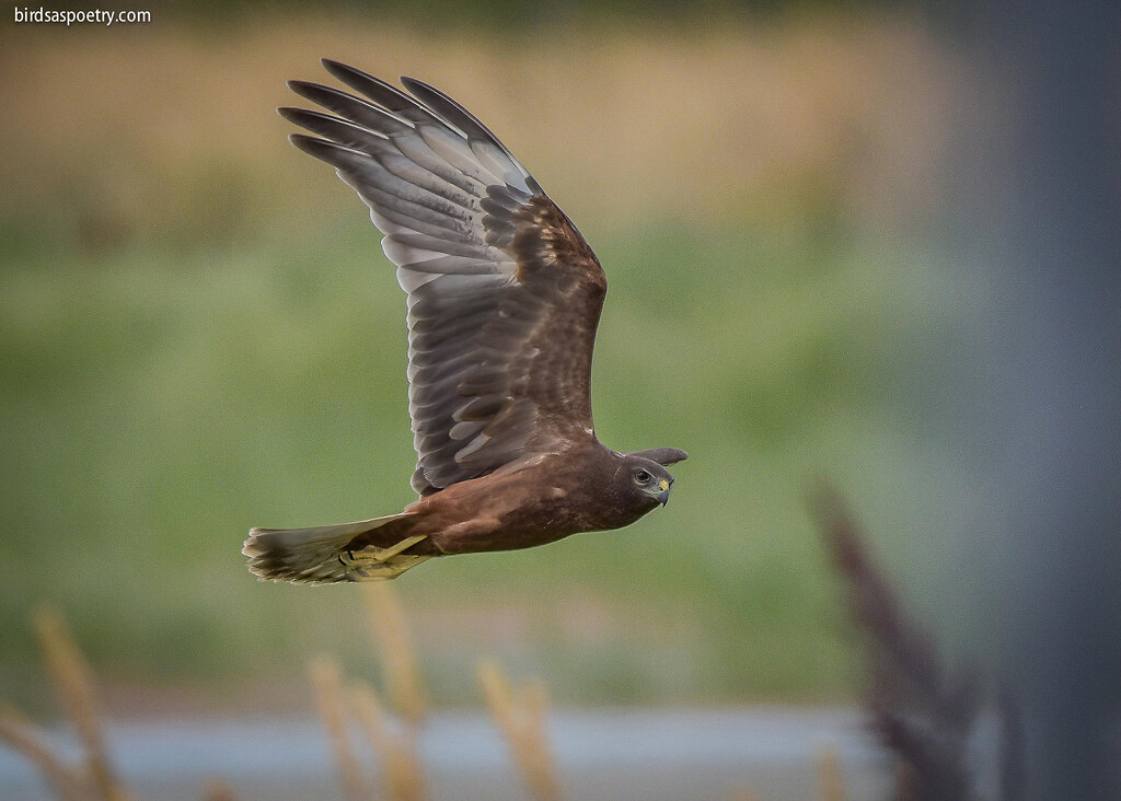 Swamp Harrier, Out of the Reeds
