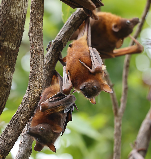 Little Red Flying-fox (Pteropus scapulatus) roosting at Pine Creek township, Northern Territory, Australia.