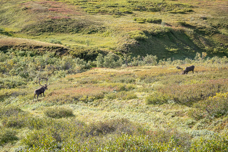 20/08/2022: Denali NP - Autobús del parque - Demostración perros de los Rangers - Un viaje por ALASKA en el nublado agosto de 2022 (11)
