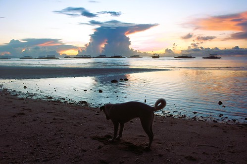 WORLD OF ANIMALS by PINOY PHOTOGRAPHER, This dog frequents the beach during sunrise in Bohol, Philippines.panglao island bohol visayas phili