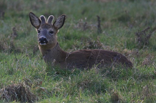 Roe Buck Resting - With New Antler Growth