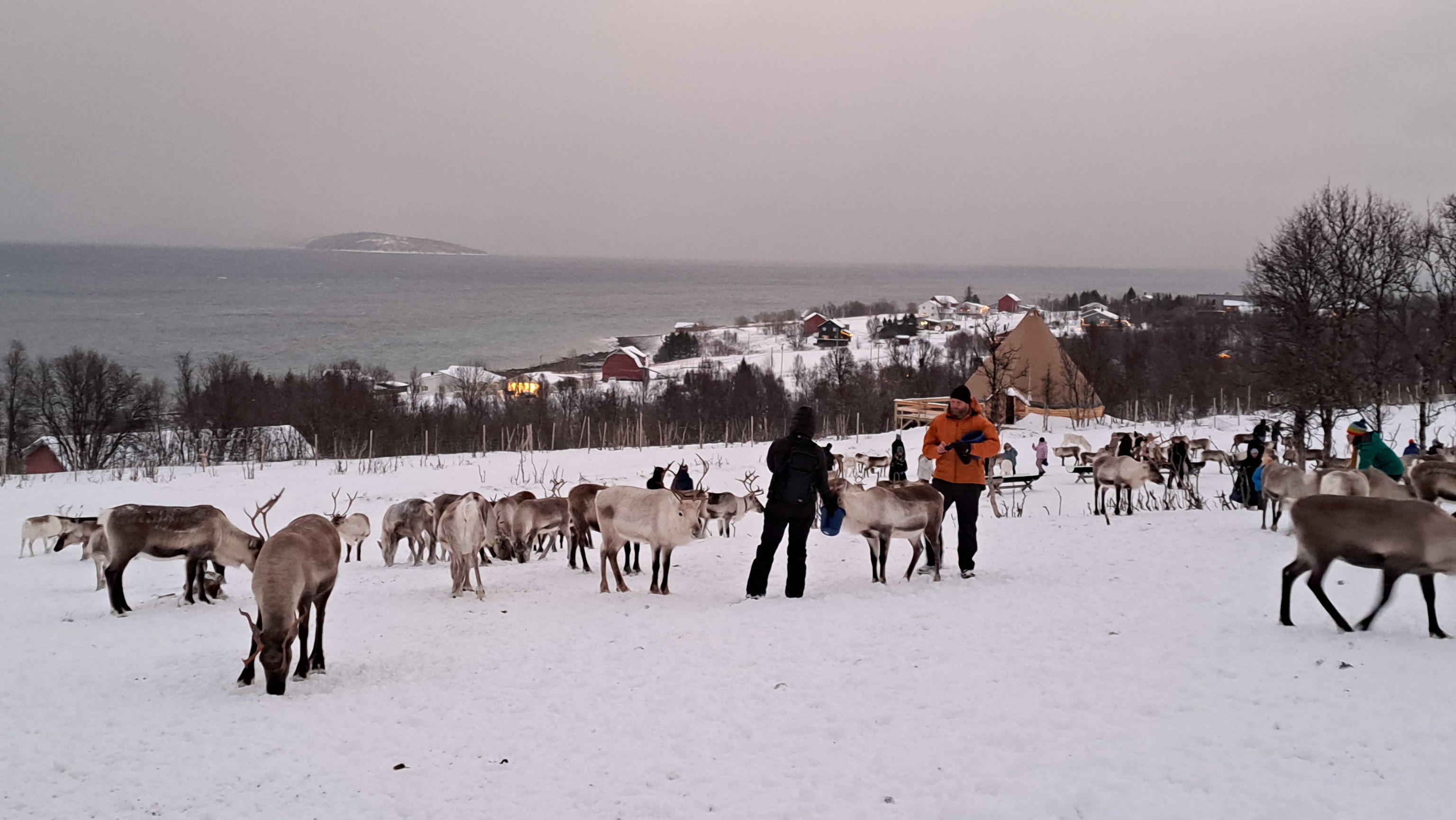 Tromsø Arctic Reindeer