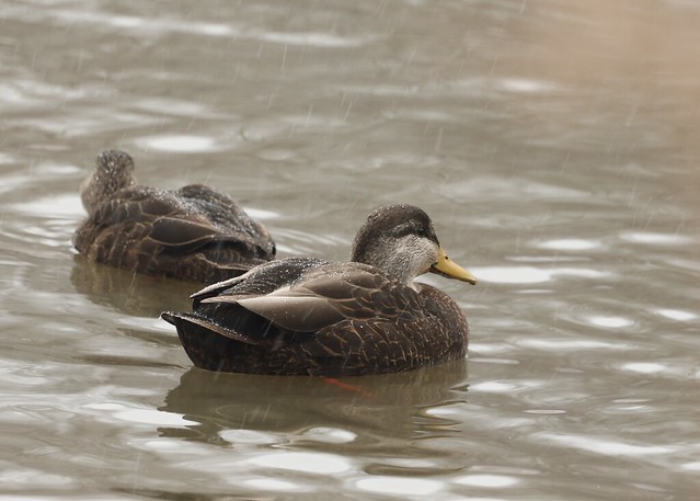 American Black Ducks at the Mill Pond on a rainy day