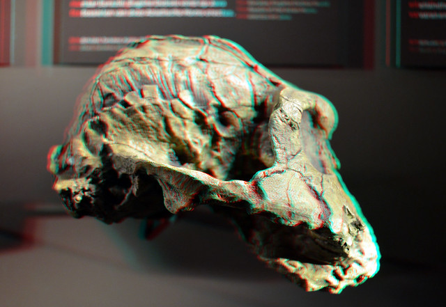Schedel Paranthropus Boisei Naturalis Leiden 3D