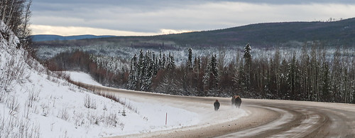 Bisons along the Alaska Highway
