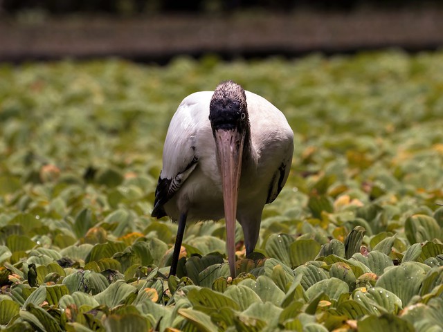 Face to Face with a Wood Stork