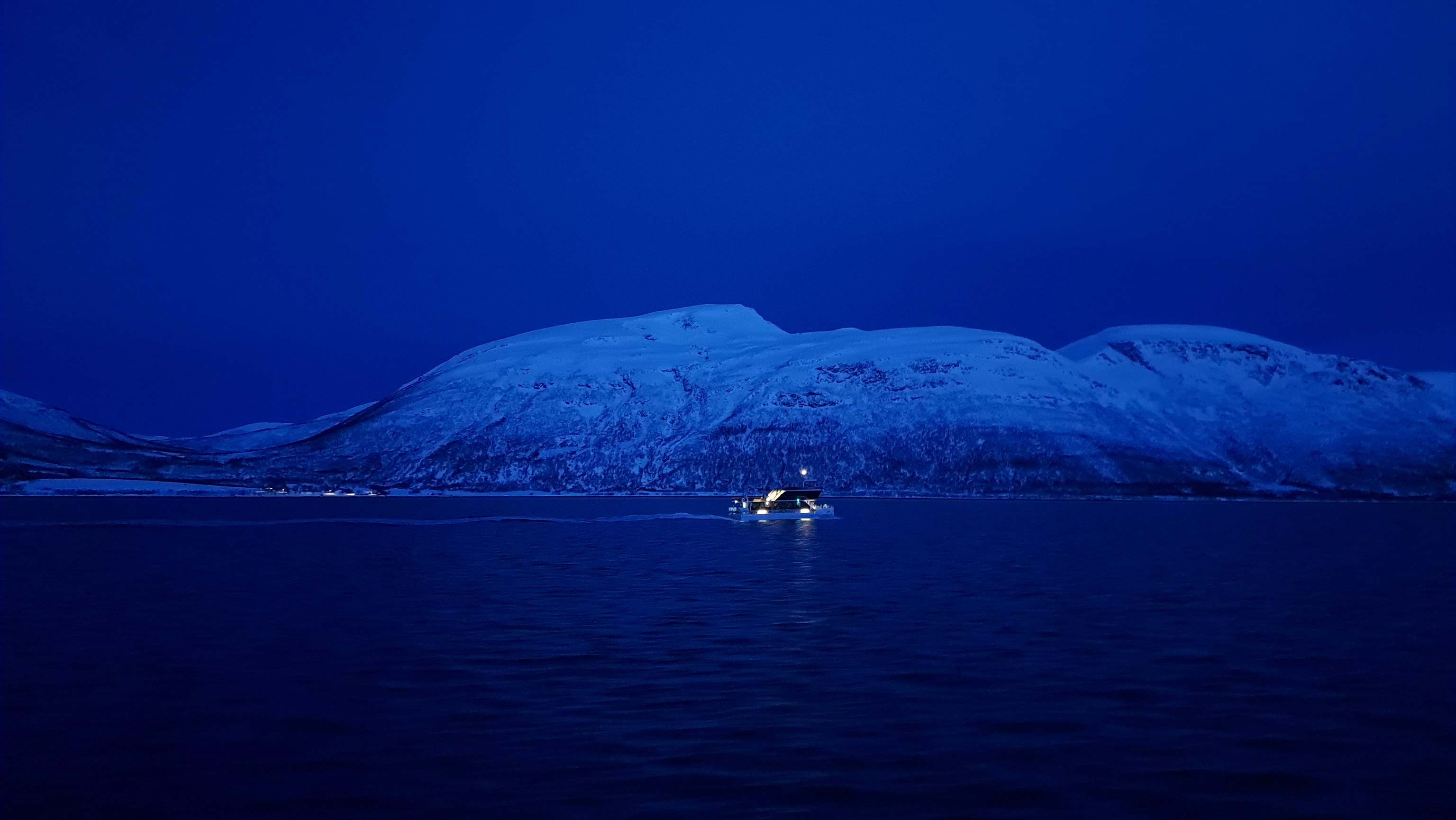 Tromsø Whale watching