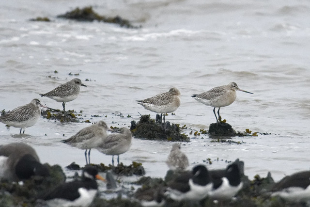 Bar Tailed Godwits and Grey Plover