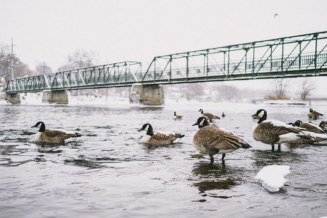snowy geese on the river