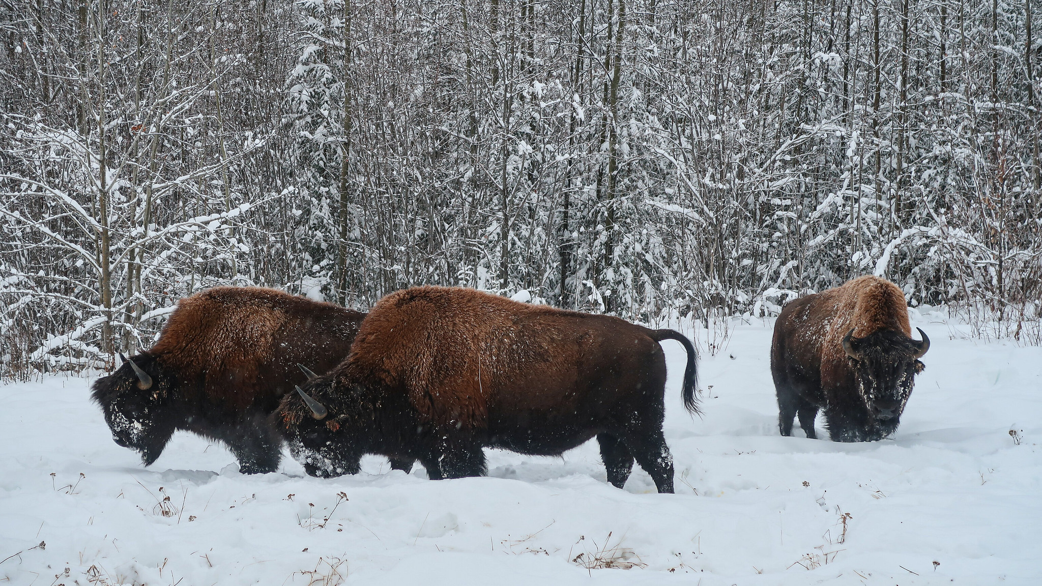 Bisons along the Alaska Highway
