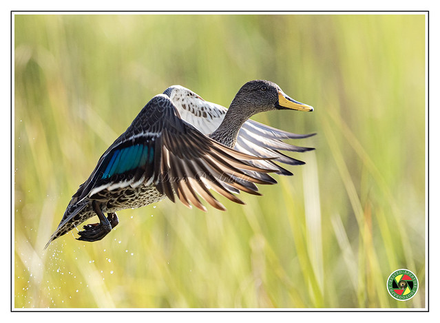 A Yellow Billed Duck takes flight