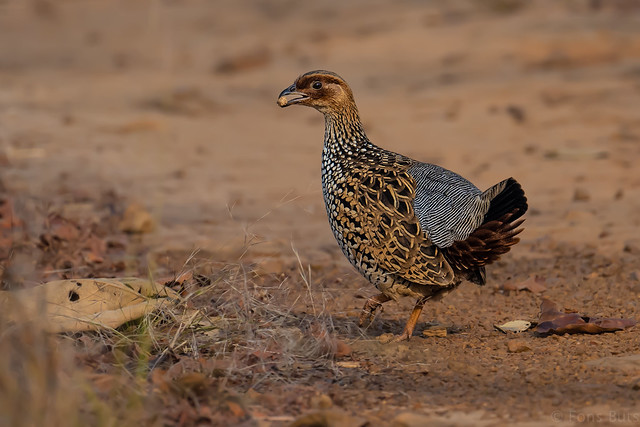 Painted Francolin (2)