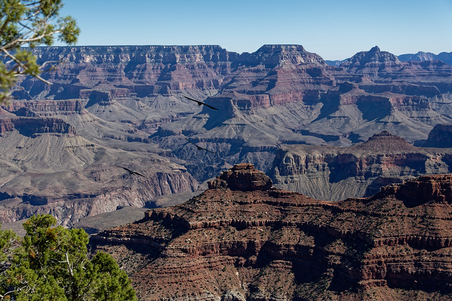 Watching Meets Wonder (Grand Canyon National Park)