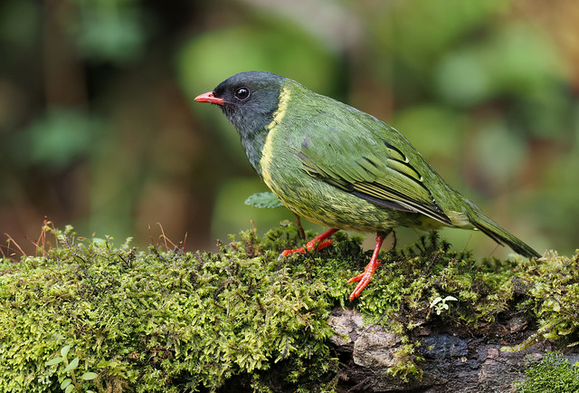 Green-and-black Fruiteater (male)