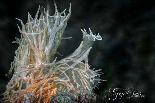 animal ghost ghostnudibranch macro marinelife melibecolemani nature nudibranch nudibranchs ooms reef romblon sonja sonjaooms seaslug translucent underwater zeeslak ocean yourbestoftoday