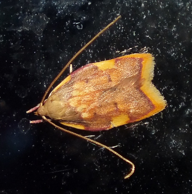Oak-skeletonizer moth (Carcina quercana)