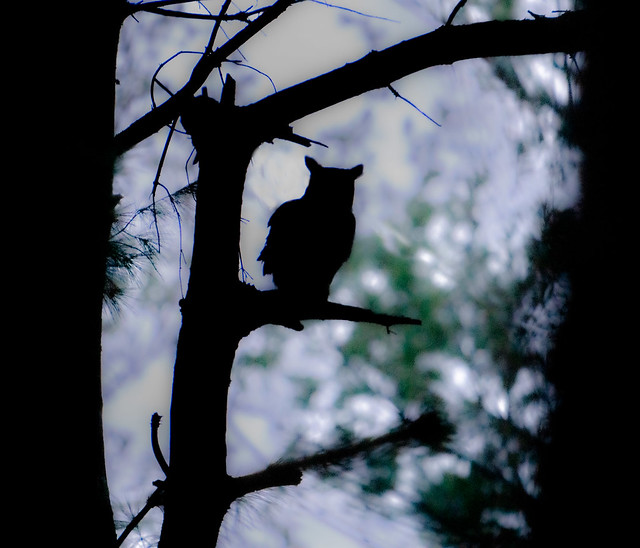Great Horned Owl in the Woods