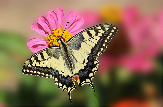 Machaon (papillon)  Papilio machaon • Grand porte-queue  Swallowtail (butterfly) Papilio machaon • Great swallowtail