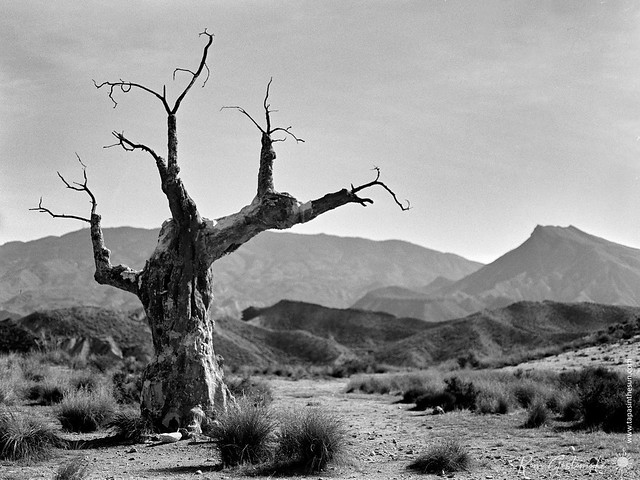 The tree of penance - Tabernas desert.