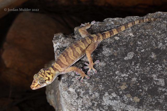 Western Giant Cave Gecko (Pseudothecadactylus cavaticus)