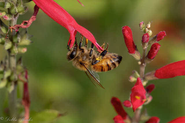 Hard working Western Honey Bee! (Explored 1/29/2023)