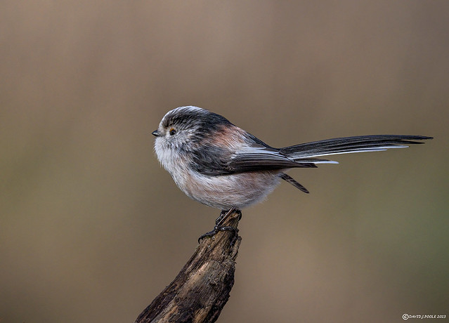 Long Tailed Tit.