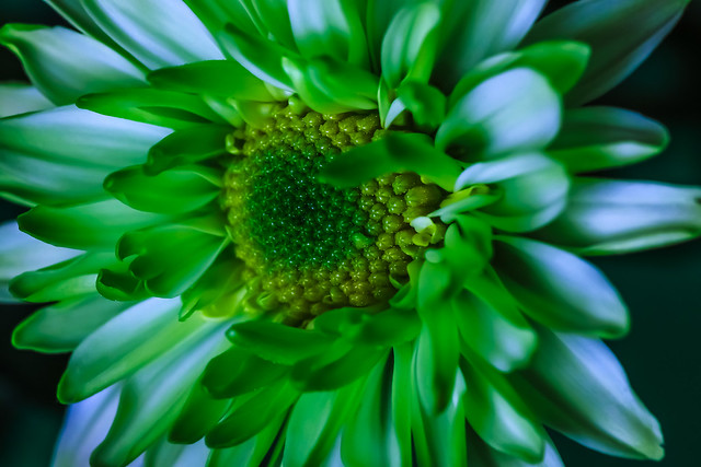An oblique macro image of green and white Florist's Daisy