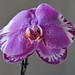 neue Orchideè